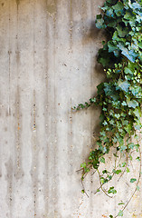 Image showing Green ivy on concrete wall