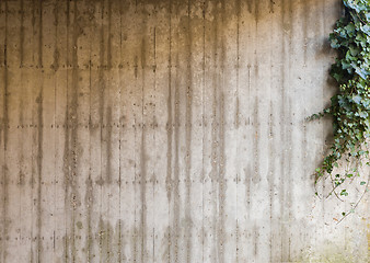 Image showing Green ivy on concrete wall