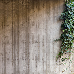 Image showing Green ivy on concrete wall