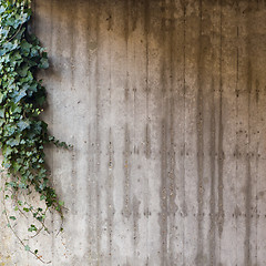 Image showing Green ivy on concrete wall