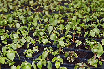 Image showing Small flower plants