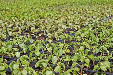 Image showing Small flower plants