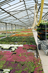 Image showing Greenhouse