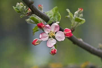 Image showing Apple flower