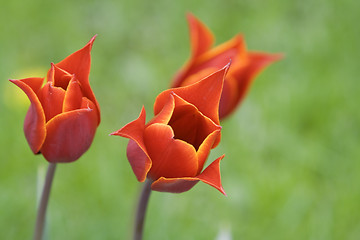 Image showing Red tulips