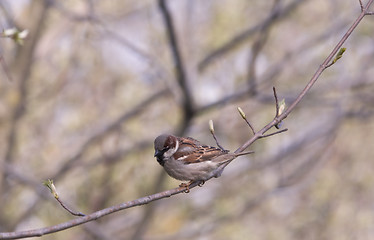 Image showing Sparrow