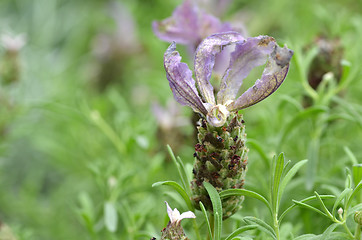 Image showing Butterfly lavender with green background