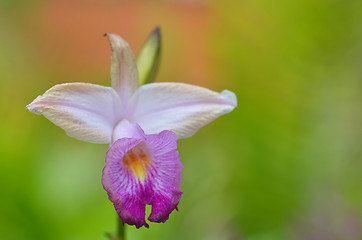 Image showing Beautiful purple orchid, phalaenopsis.