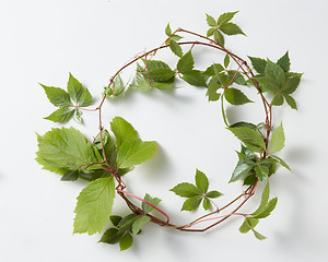 Image showing frame Green ivy plant Hedera helix