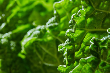 Image showing Savoy cabbage texture