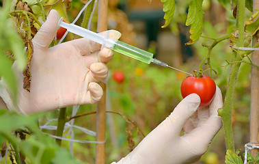 Image showing Injection into red tomato