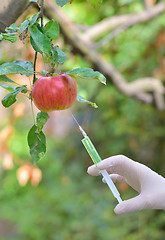 Image showing Injecting liquid to red apple using syringe