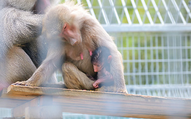 Image showing Baboons sitting close together