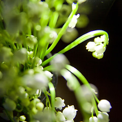 Image showing some flowers on the table