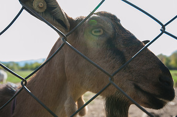 Image showing goat portrait closeup