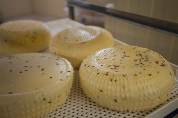 Image showing aging cheese heads
