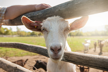 Image showing white goat closeup