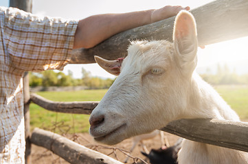 Image showing white goat closeup