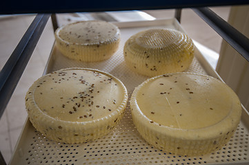 Image showing aging cheese heads