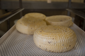 Image showing aging cheese heads