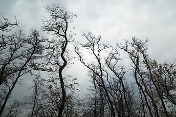 Image showing Bare tree branches