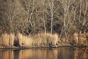 Image showing Lakeside autumn landscape