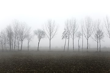 Image showing Treees in fog