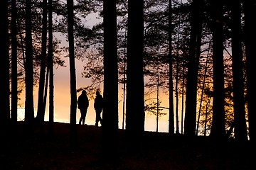 Image showing Forest Twilight Background