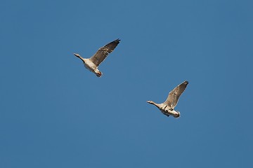 Image showing Geese Flying Up