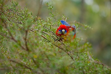 Image showing Parrot in the woods