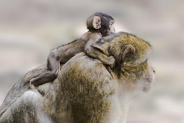 Image showing Barbary ape with baby