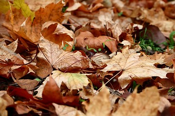 Image showing Fallen autumn leaves