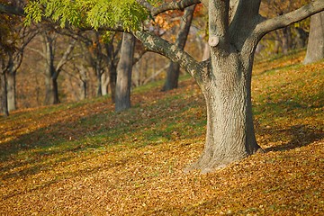 Image showing Autumn tree in park