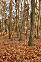 Image showing Autumn Forest Detail