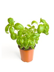 Image showing Basil in pot