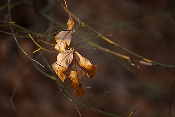 Image showing Leaves fallen in autumn