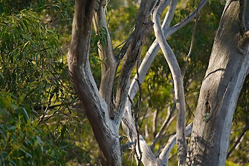 Image showing Trees in the woods