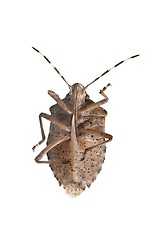 Image showing Stink bug closeup