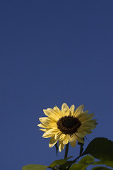 Image showing sunflower