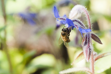 Image showing bee on borage