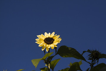 Image showing sunflower