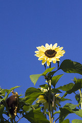 Image showing sunflower