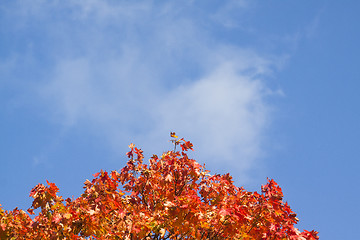 Image showing maple leaves