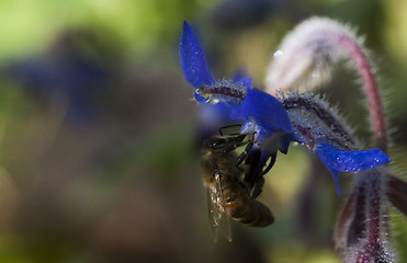 Image showing borage wiyh bee