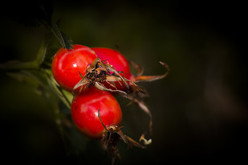 Image showing rose hips