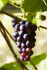 Image showing grapes