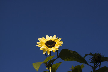 Image showing sunflower