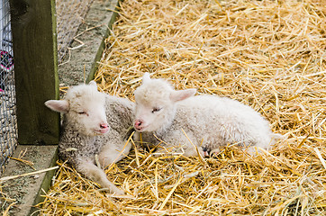 Image showing Two Little lamb sleeping in straw
