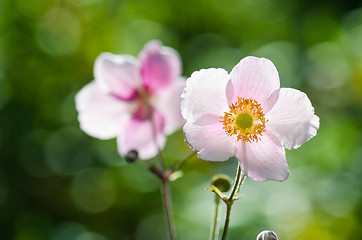 Image showing Pale pink flower Japanese anemone, close-up