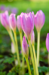 Image showing Pink blossoming crocuses , close up